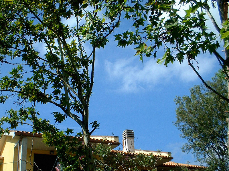 Blick durch die Äste eines Ahornbaumes auf das Dach eines mediterranen Gebäudes und in den blauen Himmel.