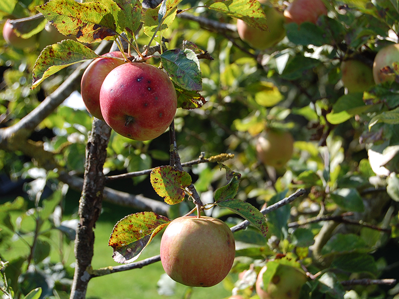 Detailaufnahme eines Früchte tragenden Apfelbaumes auf einer Obstwiese.