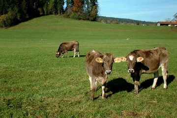 Drei braune Kühe auf einer hügeligen, grünen Weide.