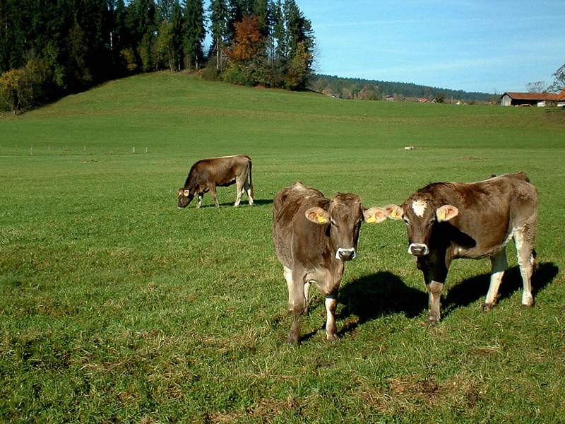 Drei braune Kühe auf einer hügeligen, grünen Weide.