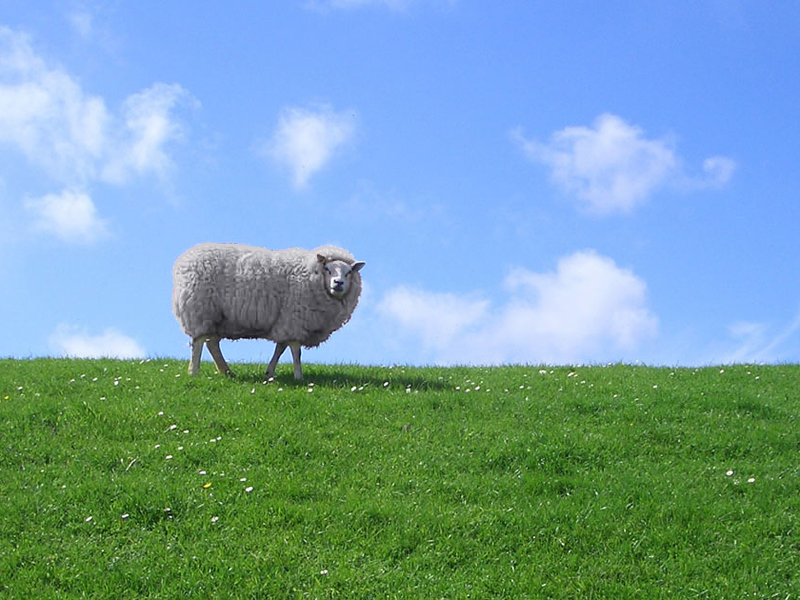 Schaf auf einem mit Gras bewachsenen Damm vor blauem Himmel.