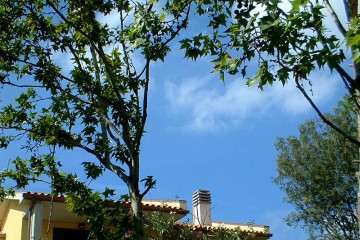 Blick durch die Äste eines Ahornbaumes auf das Dach eines mediterranen Gebäudes und in den blauen Himmel.