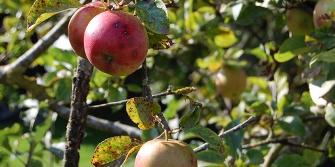 Detailaufnahme eines Früchte tragenden Apfelbaumes auf einer Obstwiese.