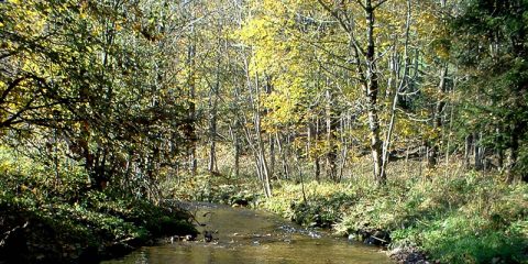 Blick auf einen natürlichen Bach, der durch einen Wald verläuft