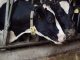 Nahaufnahme zweier schwarz-weißer Kühe, die eng nebeneinander in einem Stall stehen, die Köpfe durch eine Metallkonstruktion streckend.